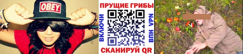 купить наркотик  Моздок  Псилоцибиновые грибы GOLDEN TEACHER 